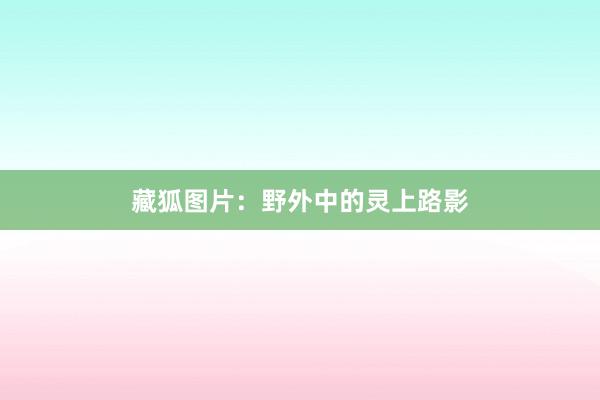 藏狐图片：野外中的灵上路影